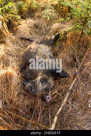 Oerrel, Deutschland. 06th Januar 2022. Ein junger Wildschwein (Frischling) liegt auf dem Waldboden, nachdem er von einem Jäger geschossen wurde. Wildschweine wurden auch bei einer regelmäßigen Jagd im Forstbezirk Oerrel (Heidekreis) angeschossen. Die während der Jagd geschossenen Tiere werden auf Schweinepest getestet. Quelle: Philipp Schulze/dpa/Alamy Live News Stockfoto