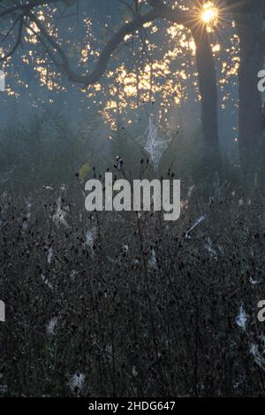 Die frühe Morgensonne stocht durch den Nebel und Bäume auf einer nebelbedeckten Wiese/ Stockfoto