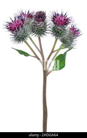 Große Klette (Arctium lappa) Blume isoliert auf weißem Hintergrund Stockfoto