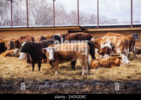 Kühe im freien offenen Stall auf dem Hof. Stockfoto