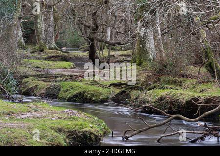 Winteransicht eines Flusses durch Wälder bei der Puttles Bridge im New Forest National Park, Hampshire, England, Großbritannien, im Januar Stockfoto