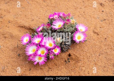 Blumen in der Namaqua Coastal Park Region in Südafrika Stockfoto