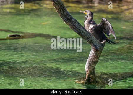 Doppelcrestkormoran (Phalacrocorax auritus), der auf einem Baumzweig sonnen kann, der aus dem Blue Spring Run im Blue Spring State Park in Florida herausragt. Stockfoto