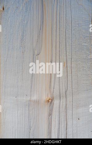 Frisches Holz log Textur Hintergrund. Ahorn, Acer pseudoplatanus Stockfoto