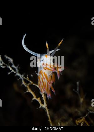 Cratena peregrina - der pilgernde Reiher, die Art der Meeresschnecke, der aeolide Nudibranch auf dem schwarzen Hintergrund Stockfoto