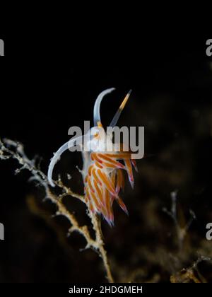 Cratena peregrina - der pilgernde Reiher, die Art der Meeresschnecke, der aeolide Nudibranch auf dem schwarzen Hintergrund Stockfoto