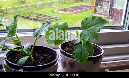 Gurken grüne Babypflanzen mit Wassertropfen auf dem Fenster Stockfoto