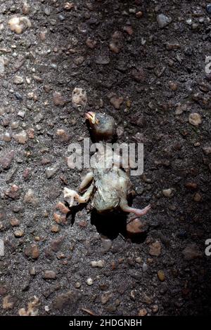 Totes Tier, Baby Bird, tote Tiere Stockfoto