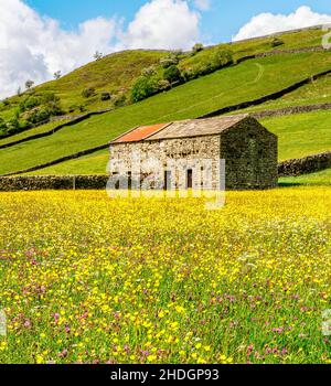 Wilde Blumen auf den Wiesen am Muker, in Swaledale. Stockfoto