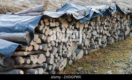 Ein Haufen Brennholz trocknet vor dem Winter Stockfoto