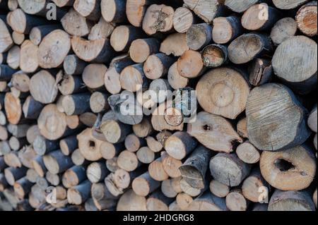 Ein Haufen Brennholz trocknet vor dem Winter Stockfoto