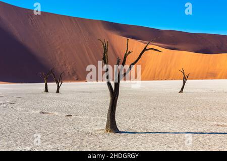 Tote Bäume in Dooievlei gegen rote Sanddünen Namibia Stockfoto