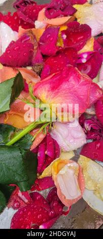 Bunte Rosen und verstreute Rosenblätter aus einem verblassten Strauß, nass mit Tropfen Regen. Stockfoto