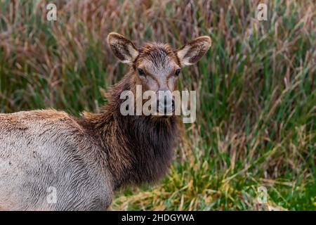 Roosevelt Elk, Cervus canadensis roosevelti, grasen am Gold Bluffs Beach in Redwood National and State Parks, Kalifornien, USA Stockfoto