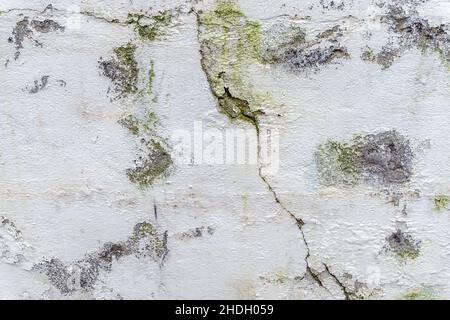 Gips, verwittert, Mauerwerk, Putze, Weide, Maurer Stockfoto
