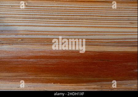Frisches Holz log Textur Hintergrund. Norwegenfichte, Picea abies. Stockfoto