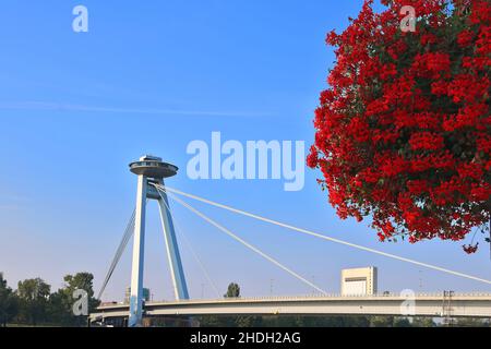 Blick auf die Aussichtsplattform Bridge SNP und UFO und wunderschöne rote Blumen. Die Brücke hieß Most SNP (Brücke des Slowakischen Nationalaufstandes) Stockfoto
