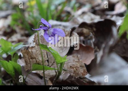 Wildes Violett im Wald, Vorbote des Frühlings in Deutschland Stockfoto