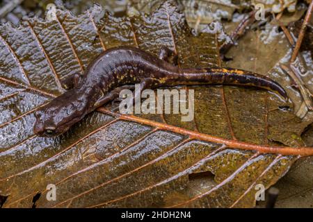 Gemalt Ensatina, Ensatina eschschschscholtzii picta, in Fern Canyon, Redwood National and State Parks, Kalifornien, USA Stockfoto