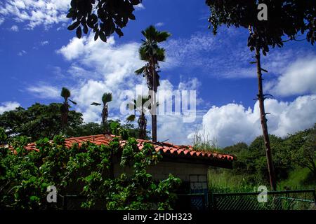 Der sommerliche blaue Himmel wird durch die Silhouetten tropischer Palmen in der karibik gesehen Stockfoto