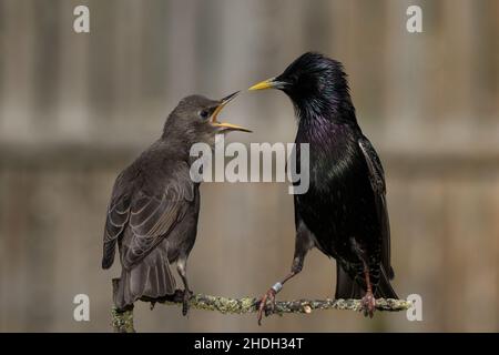 Starling (häufig) Fütterung eines Jugendlichen Stockfoto