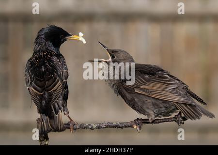 Starling (häufig) Fütterung eines Jugendlichen Stockfoto