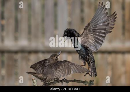 Starling (häufig) Fütterung eines Jugendlichen Stockfoto