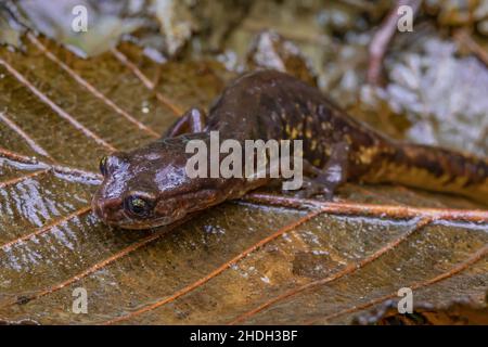 Gemalt Ensatina, Ensatina eschschschscholtzii picta, in Fern Canyon, Redwood National and State Parks, Kalifornien, USA Stockfoto