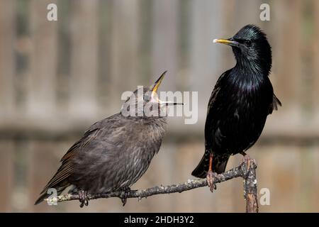 Starling (häufig) Fütterung eines Jugendlichen Stockfoto