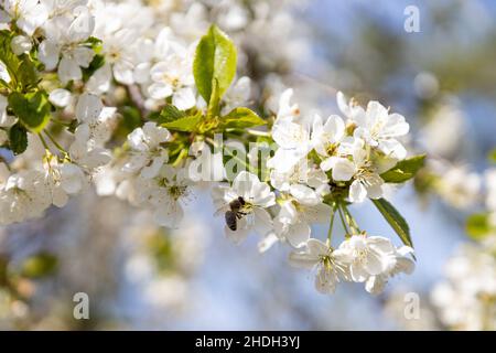 Eine Biene sammelt Pollen in Blüten eines alten Sauerkirschenbaums Stockfoto