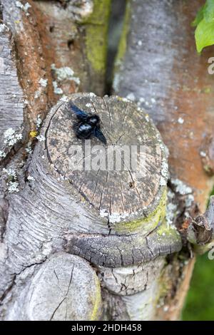 Eine wunderschöne blaue Holzbiene arbeitet am Stamm eines alten Baumes. Stockfoto