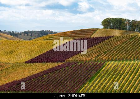 baden württemberg, Weinregion, durbach, baden-württembergs, Weinregionen Stockfoto