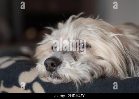 Hund, havanese, Hunde, bichon, Bichons, Havaneses Stockfoto