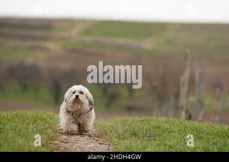 Hund, havanese, Hunde, bichon, Bichons, Havaneses Stockfoto