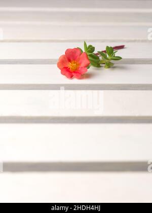 Moosrose oder mexikanische Rose, rote Blume auf einer weißen Tischoberfläche, aufgenommen in geringer Schärfentiefe mit Kopierraum Stockfoto