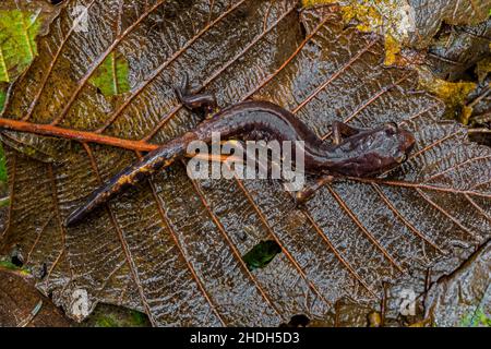 Gemalt Ensatina, Ensatina eschschschscholtzii picta, in Fern Canyon, Redwood National and State Parks, Kalifornien, USA Stockfoto