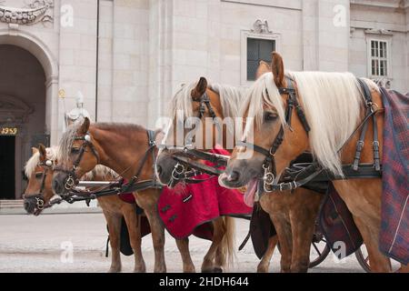 salzburg, Pferdekutsche, salzburgs, Pferdekutschen, Postkutsche Stockfoto