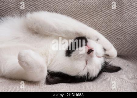 Niedliche schwarz-weiße Katze schläft mit Pfote über Gesicht, Kätzchen schlafen, ungewöhnliche Markierungen mit schwarzem Kinn, Stockfoto