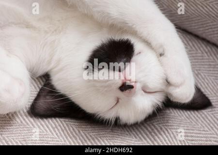 Niedliche schwarz-weiße Katze schläft mit Pfote über Gesicht, Kätzchen schlafen, ungewöhnliche Markierungen mit schwarzem Kinn, Stockfoto