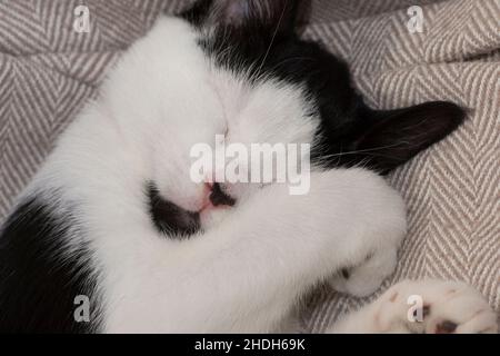 Niedliche schwarz-weiße Katze schläft mit Pfote über Gesicht, Kätzchen schlafen, ungewöhnliche Markierungen mit schwarzem Kinn, Stockfoto