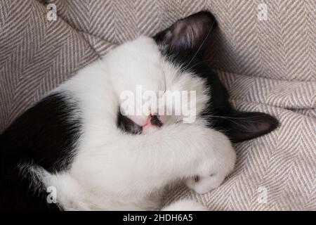 Niedliche schwarz-weiße Katze schläft mit Pfote über Gesicht, Kätzchen schlafen, ungewöhnliche Markierungen mit schwarzem Kinn, Stockfoto