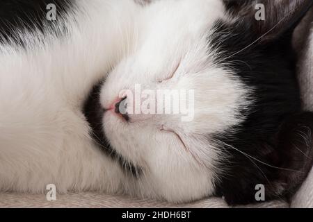 Kätzchen schlafend, niedlich, ungewöhnliches schwarz-weißes Muster, Nahaufnahme des Gesichts Stockfoto