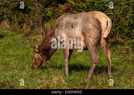 Roosevelt Elk, Cervus canadensis roosevelti, grasen am Gold Bluffs Beach in Redwood National and State Parks, Kalifornien, USA Stockfoto