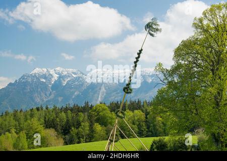 Zoll, Maibaum, johannishögl, Brauch, Maibaum Stockfoto