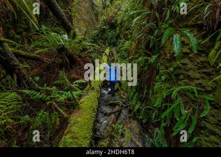 Karen Rentz klettert durch einen steilen Canyon neben dem Fern Canyon im Prarie Creek Redwoods State Park, der zum Redwood National and State Park in Cali gehört Stockfoto