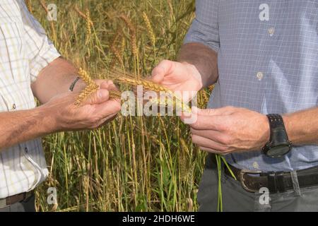 Evaluieren, Landweizen, Weizenohr, bewertet Stockfoto