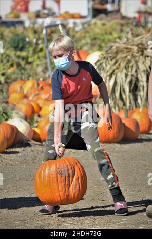 Halloween Kürbis pflücken und kaufen zum Feiern und Display im Familienhaus für den Urlaub auf Lakeport Farmen auf Clearlake Nordkalifornien Stockfoto