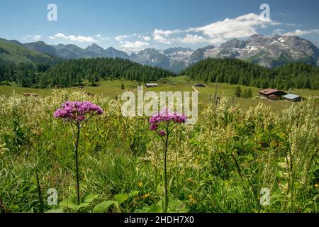 berchtesgadener alpen, gotzenalm, gotzenalms Stockfoto