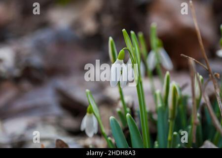 Blumen Schneeglöckchen (Galanthus nivalis). Erste schöne Schneeglöckchen im Frühling. Gewöhnlicher Schneeglöpfen blüht. Sie blüht im Frühlingswald. Schneeglöckchen aus nächster Nähe. Stockfoto