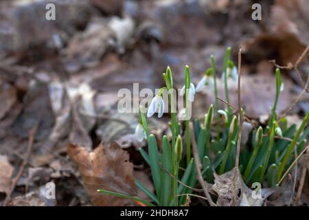 Blumen Schneeglöckchen (Galanthus nivalis). Erste schöne Schneeglöckchen im Frühling. Gewöhnlicher Schneeglöpfen blüht. Sie blüht im Frühlingswald. Schneeglöckchen aus nächster Nähe. Stockfoto